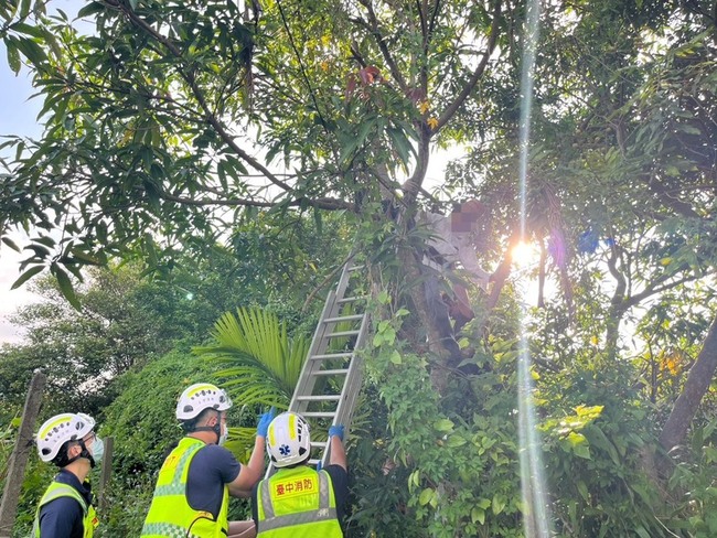 7旬翁爬3公尺高樹採果受困1小時 中市警消助脫身 | 華視新聞