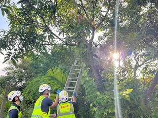 7旬翁爬3公尺高樹採果受困1小時 中市警消助脫身