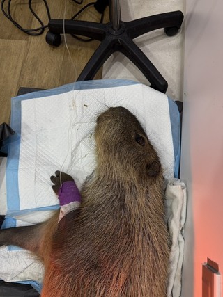 恆春知名農場水豚疑遭毒殺  警通報動保追查