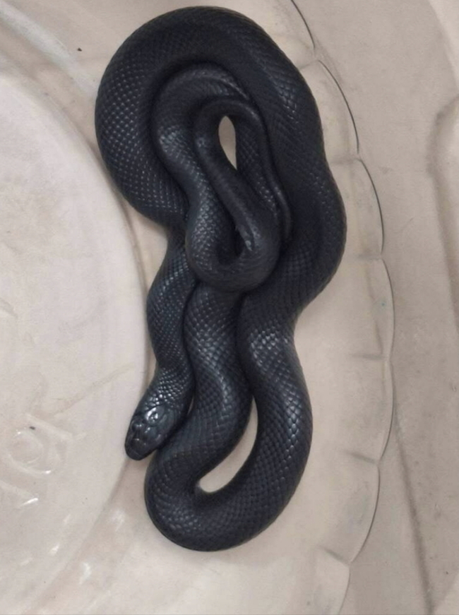 黑王蛇離家出走送彰化動防所 飼主開心失而復得 | 華視新聞