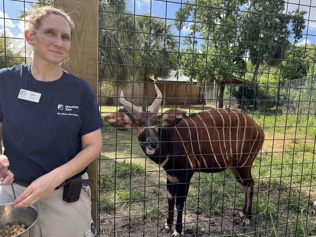 北市動物園剩母斑哥羚羊  休士頓將送公羊來台 | 華視新聞