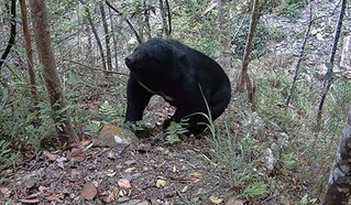 黑熊現蹤台中淺山地區  獵人協會記錄珍貴影像