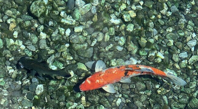 台東湧泉泳池鑿井補水  與魚共游畫面再現 | 華視新聞