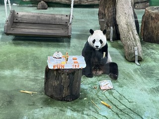 大貓熊「圓寶」5歲生日 北市動物園特製蛋糕慶祝