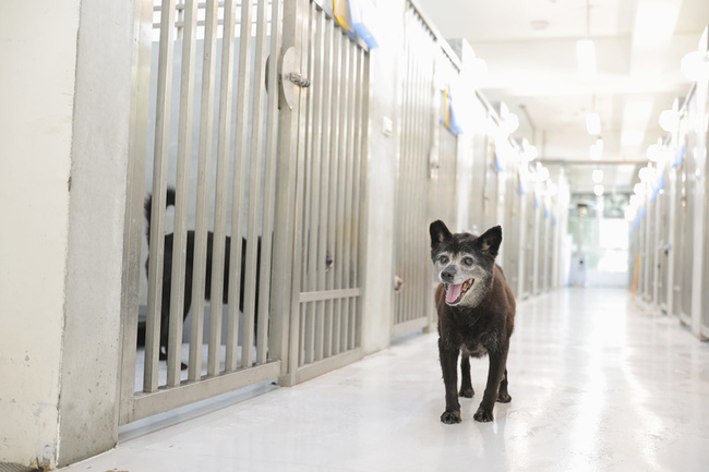 基隆寵物銀行整建後重新啟用 功能設施升級 | 華視新聞