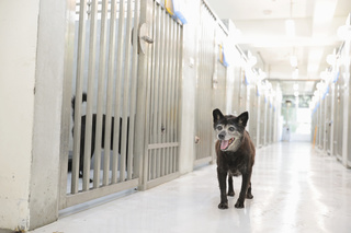 基隆寵物銀行整建後重新啟用 功能設施升級