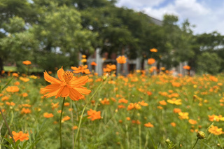 台南水道博物館新焦點 夏季少見波斯菊花海亮相