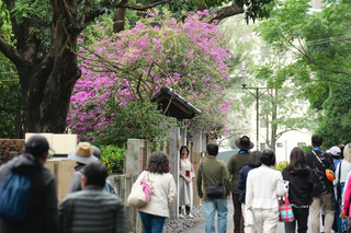 台南321巷藝術聚落  7/1起平日下午開放戶外區