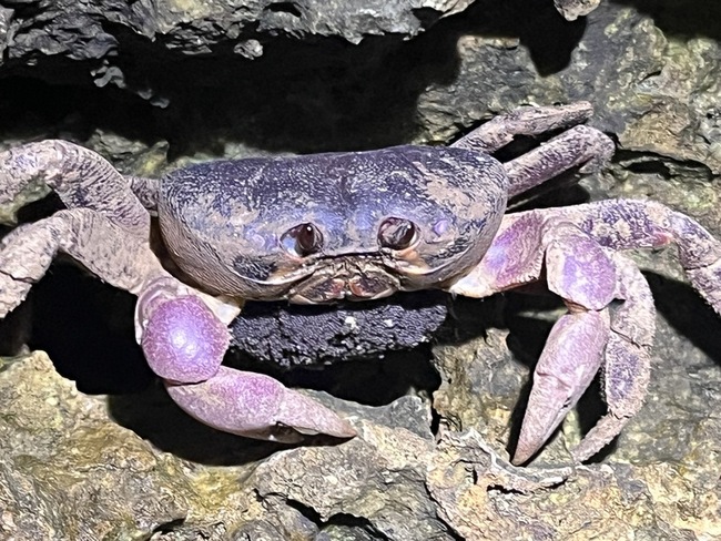 小琉球陸蟹路殺累計逾千隻  美人路擬夜間封路 | 華視新聞