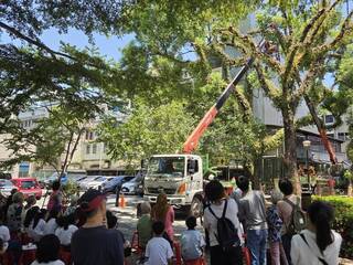 羅大佑「童年」靈感宜蘭老樹  患褐根病死亡鋸除