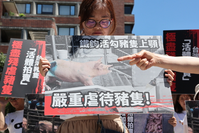 動保團體批活體豬拍賣虐待  籲推屠體評級交易 | 華視新聞