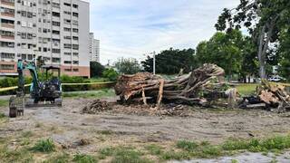 花蓮市百年老榕「樹癌」搶救無效 將移除居民不捨