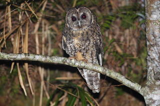 太平山暑期假日4時開園迎日出 推限定夜探貓頭鷹