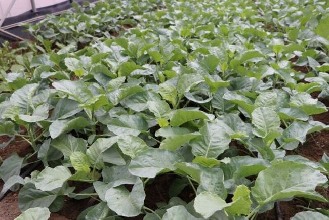 新品種芥藍臺南1號耐熱耐濕  農民試種誇讚 | 華視新聞