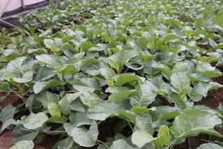 新品種芥藍臺南1號耐熱耐濕  農民試種誇讚