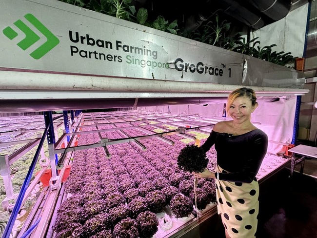 都市也能種菜 新加坡室內農場翻轉糧食安全想像 | 華視新聞