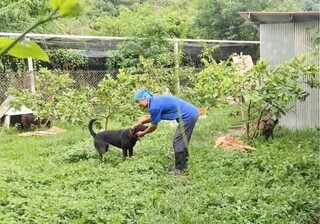 讓收容所毛孩變果園驅猴守護犬 高市推代養家園計畫