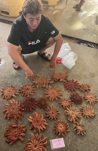 澎湖七美棘冠海星密度逾警戒值  已移除上百隻