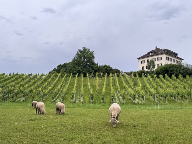 阿爾卑斯山熱浪來襲 凸顯瑞士本土羊毛滯銷問題 | 華視新聞