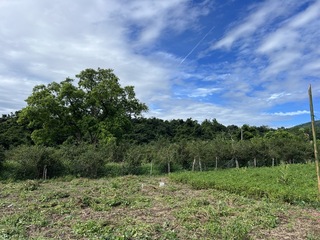 台東縣府自辦耕地放領  65年前已租縣地還給農民