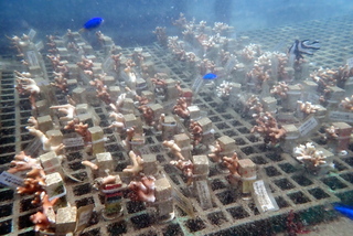 新北營造海洋熱帶雨林  貢寮棲地復育3000株珊瑚