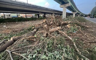 筏子溪旁路樹遭批濫剪  中市府：移除災害風險物種