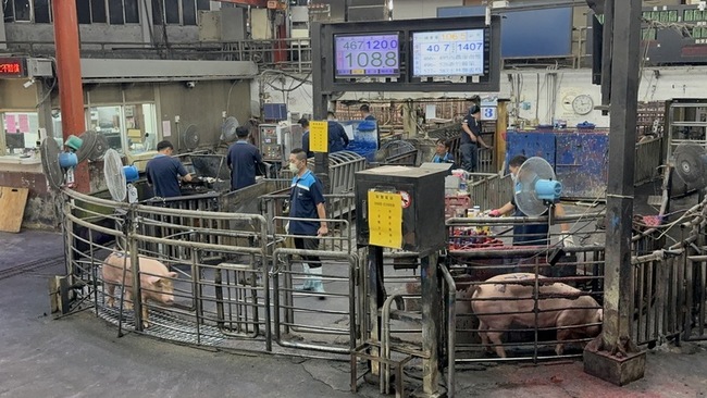 豬仔疾病、育成率不佳 雲林肉豬平均交易價逾106元 | 華視新聞