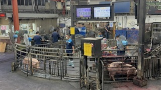 豬仔疾病、育成率不佳 雲林肉豬平均交易價逾106元