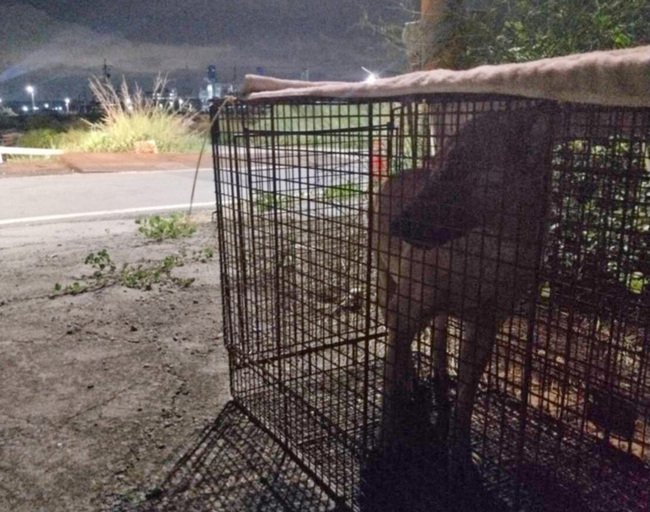 高雄翁海泳疑遭野狗追咬亡  當地114年已捕51隻 | 華視新聞