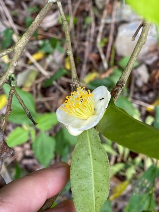 南投林業分署台灣山茶研習 助林農提升栽培技術