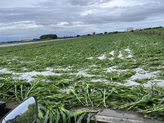 颱風丹娜絲肆虐 雲林最強陣風17級一度8.2萬戶停電