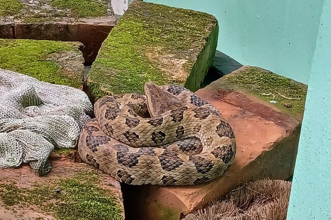 整理廚房差點把毒蛇當繩捆 新北男及時縮手免遭蛇吻 | 華視新聞