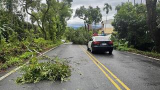 颱風丹娜絲掃過 南投多處樹倒阻路、投89線坍方