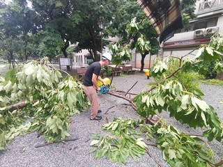 颱風丹娜絲影響 竹市6件路樹倒塌均已排除