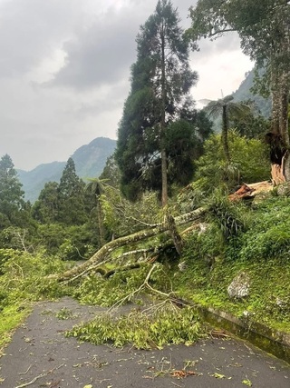 溪頭颱風重創處處倒木再休園2天 店家嘆近5年最嚴重