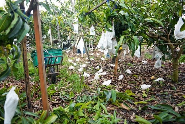 高雄颱風農損逾3千萬 市府：向中央爭取救助 | 華視新聞