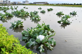 王惠美視察彰化農損  期盼中央從寬補助