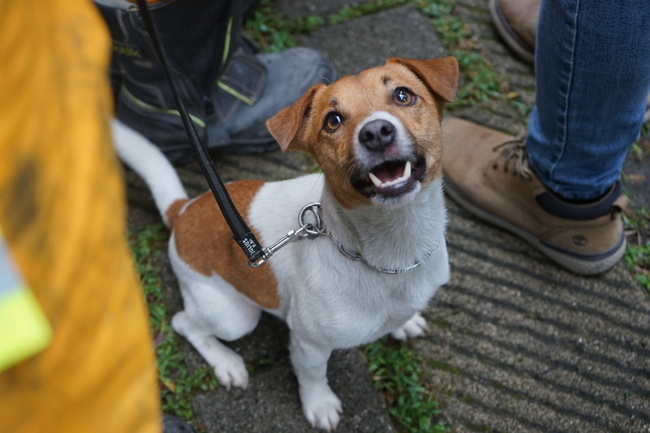 花蓮搜救犬Wilson訓練墜樓亡 曾參與地震任務立功 | 華視新聞