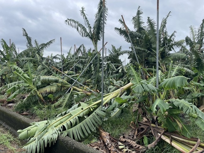 高市第2波農損救助 香蕉、苦瓜等10日起受理 | 華視新聞