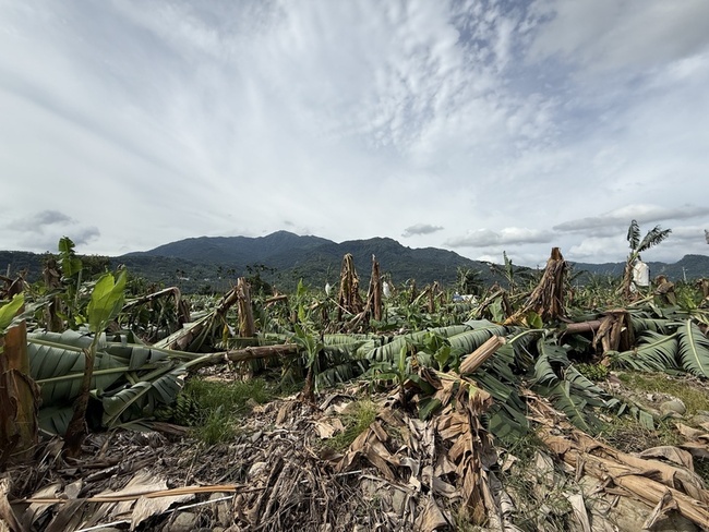 南投香蕉受損嚴重 農業處籲農民申請現金救助 | 華視新聞