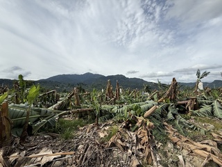 南投香蕉受損嚴重 農業處籲農民申請現金救助