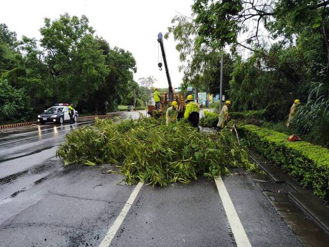 金門大雨路樹倒  林務所移除並巡查 | 華視新聞