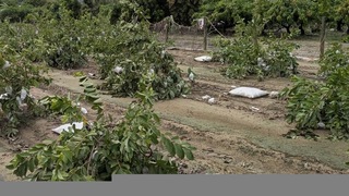 高雄農損約1億元 芭樂木瓜等24日前受理申報救助