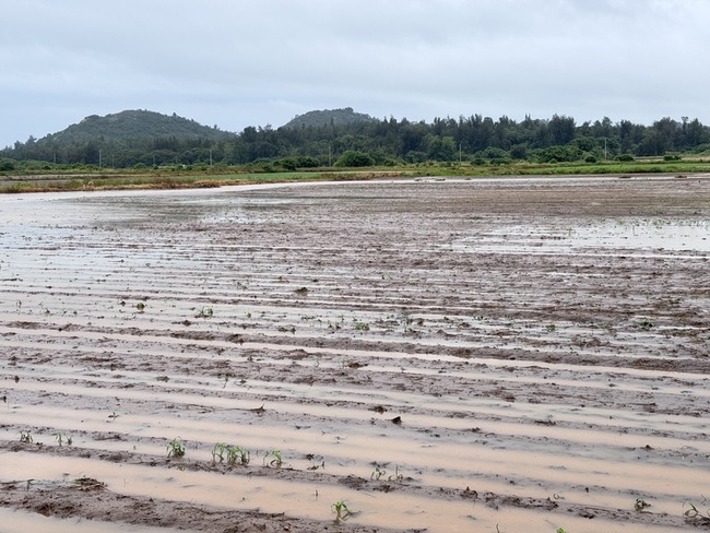 金門多處淹水、高粱苗受損 陳福海要求速提改善方案 | 華視新聞