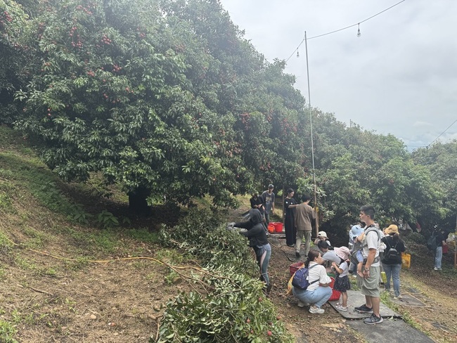 新竹荔枝全台最北  果農籲桂味品種進尾聲要把握 | 華視新聞