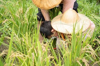 北市動物園「呷好稻香報」  親子體驗收割農活