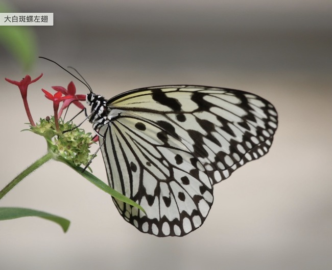 男到台北市立動物園偷蝴蝶及豆娘  北檢起訴 | 華視新聞
