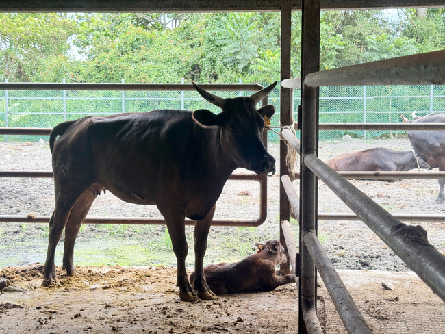 台灣品牌「源興牛」啟動千頭代養 拚穩定供應 | 華視新聞
