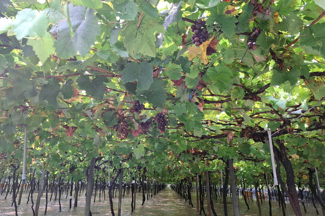 彰化木瓜及釀酒葡萄颱風豪雨受損  可申請現金救助 | 華視新聞