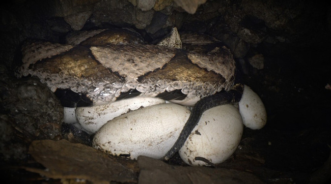 林保署台中分署分享百步蛇野外護卵  邀民眾觀賞影片 | 華視新聞